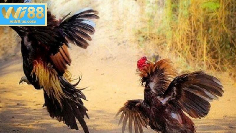 Đá Gà WS168 – Sân Chơi Chiến Kê Được Yêu Thích Tại WI88 Kinh nghiệm chơi Đá Gà WS168 hiệu quả tại WI88