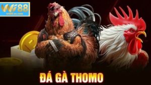Tìm hiểu Đá gà Thomo là gì?