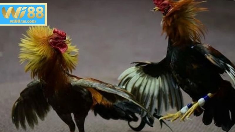 Đá Gà Thomo – Theo Dõi Các Trận Đấu Kịch Tính, Hấp Dẫn Ưu điểm của trò chơi Đá gà Thomo tại WI88